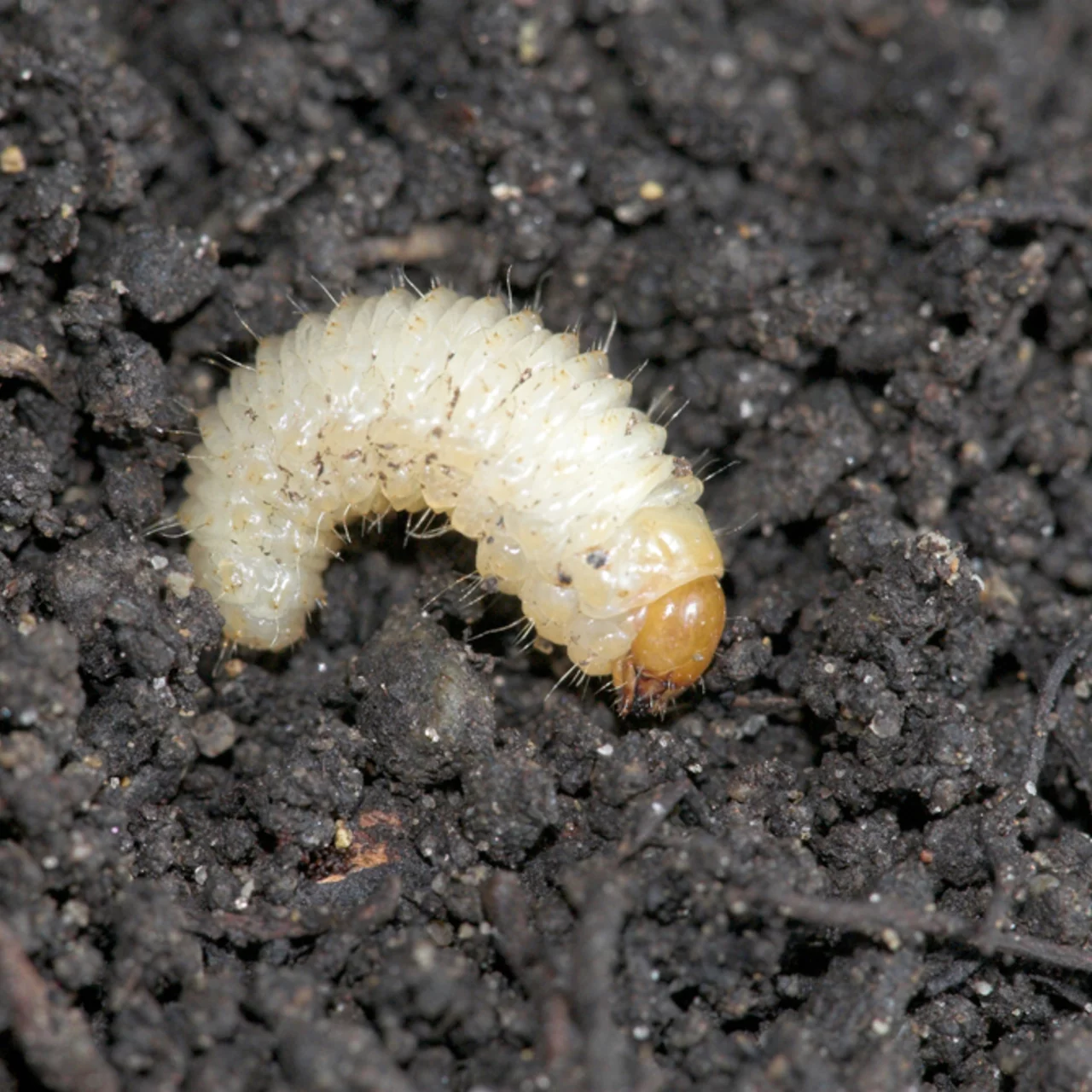 Meginem Pro Nematoden